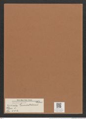 Navicula lundströmii Cleve (de-Toni-Nr.: Genus 1, Species 442) Zeichnungen Sammlung Grunow Mappe 00395 (Herbarium_W_Grunow_drawings_Folder_00395)